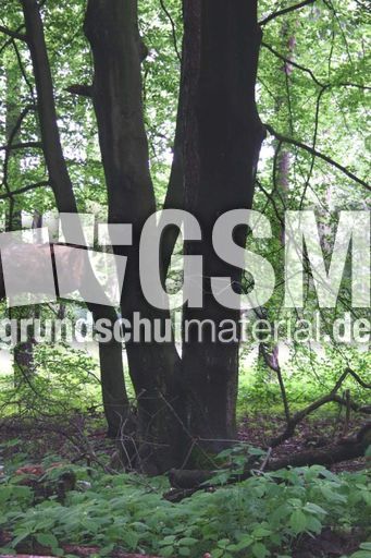 Wald-8.jpg